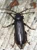 Arhopalus rusticus